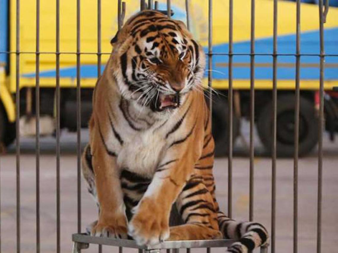 Una tigre in un circo
