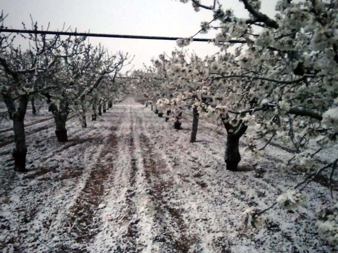 Gelata in agricoltura