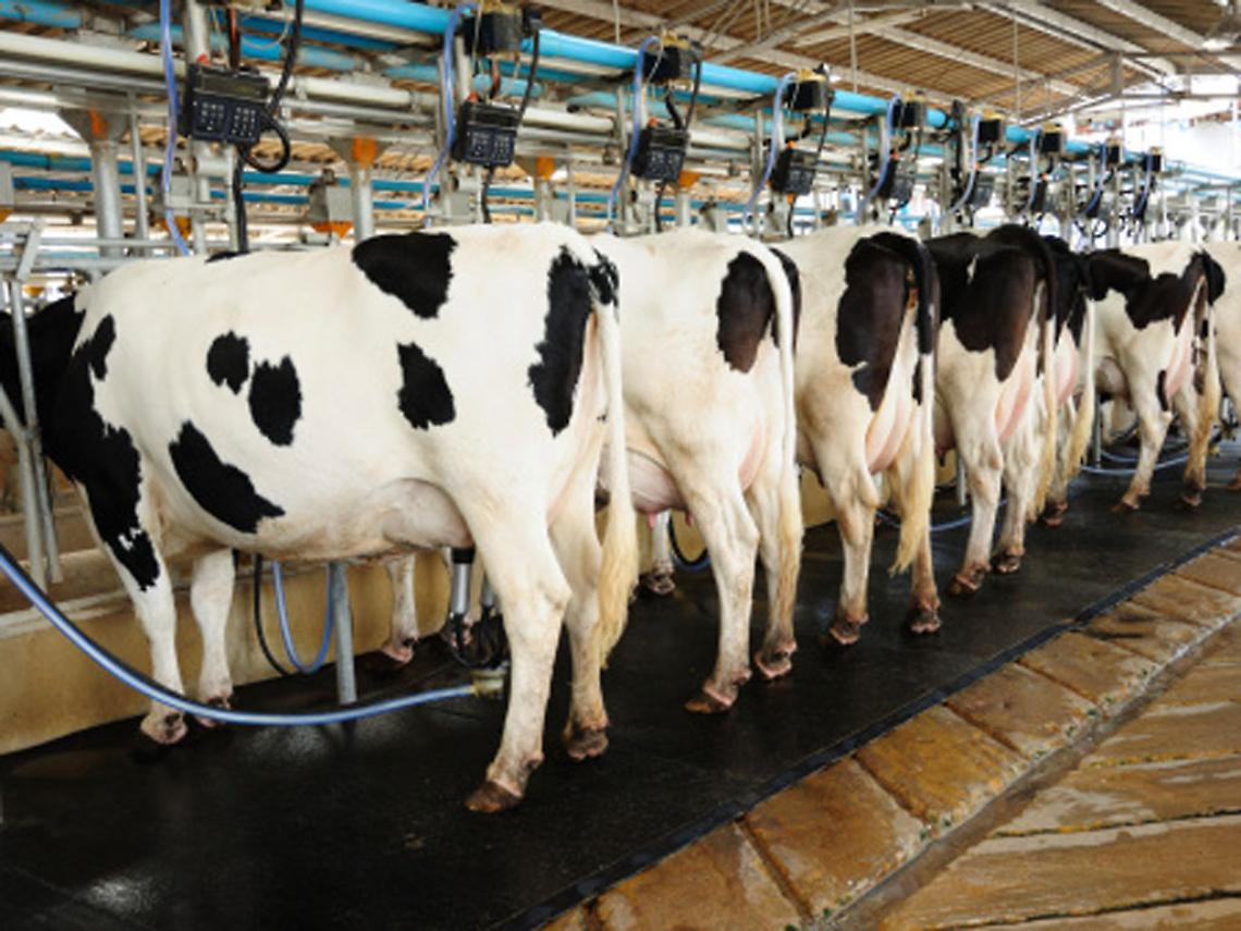 Mucche da latte