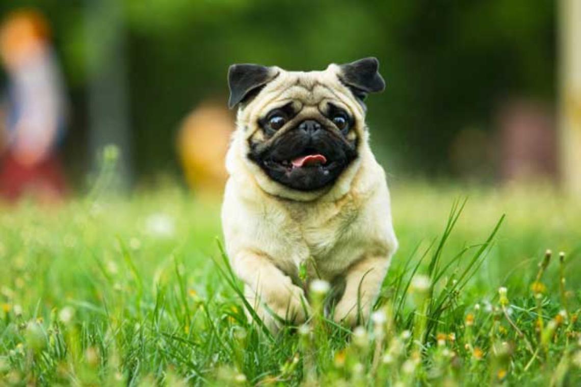 cane-piccola-taglia