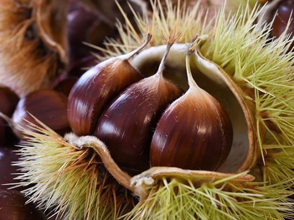 Castagne