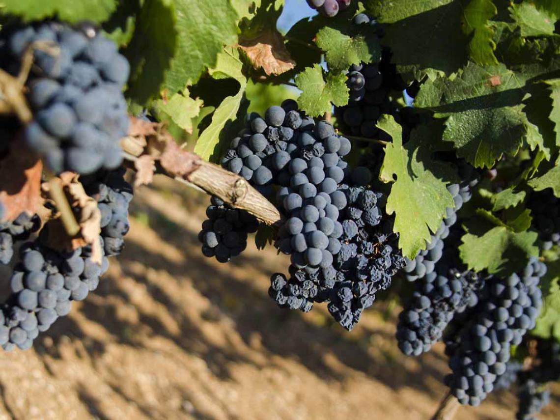 Primitivo di Manduria