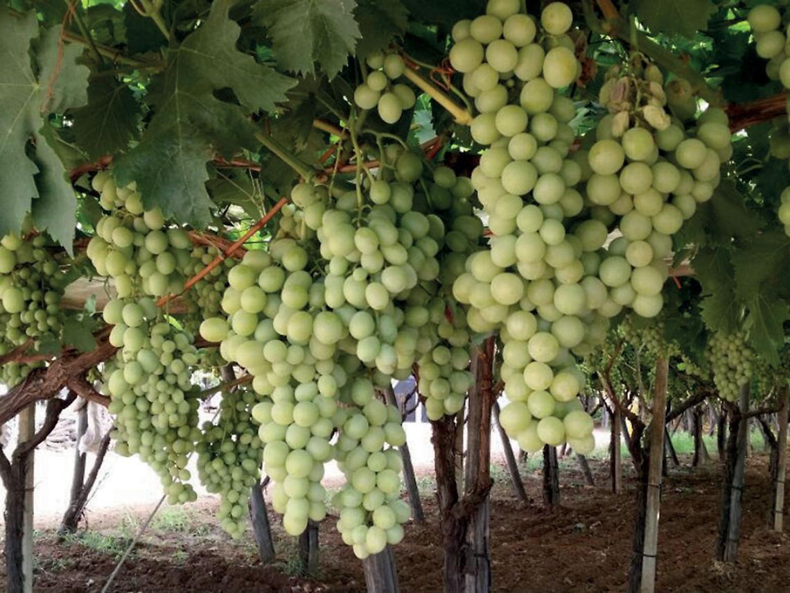 Uva da tavola 2021