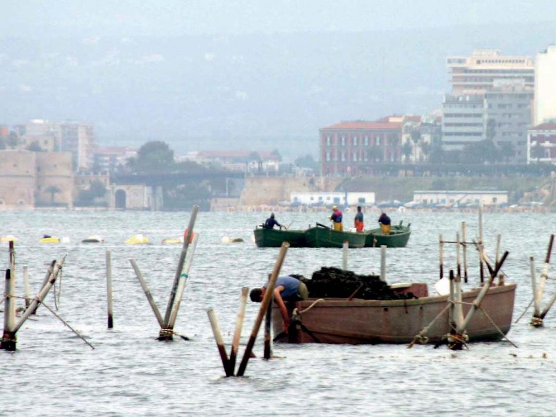 Mitilicoltura