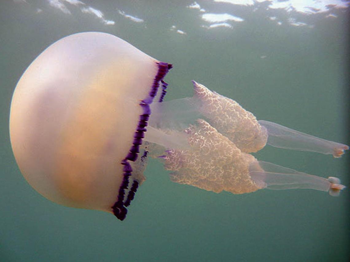 Le meduse: belle, eleganti e... impossibili