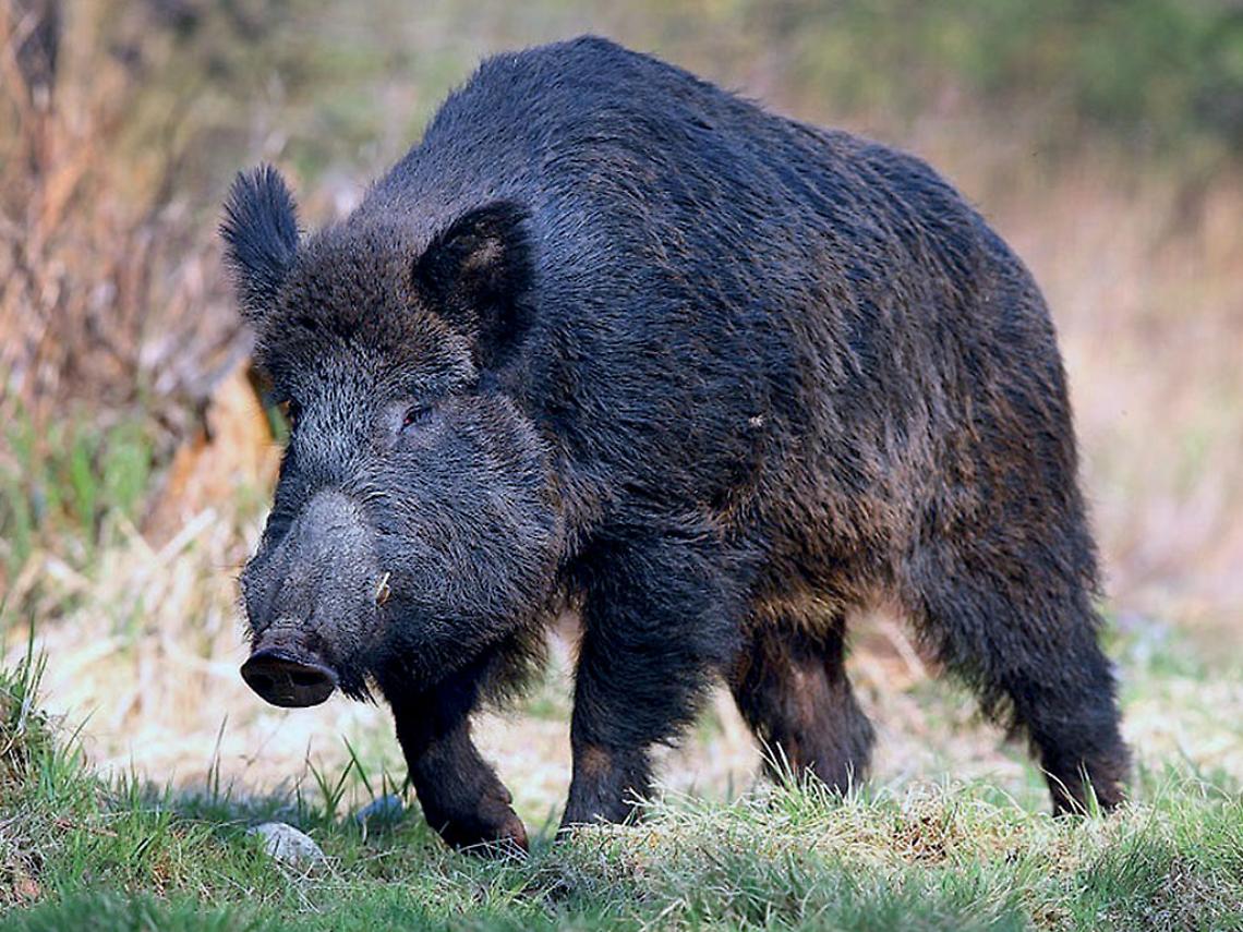 Un cinghiale