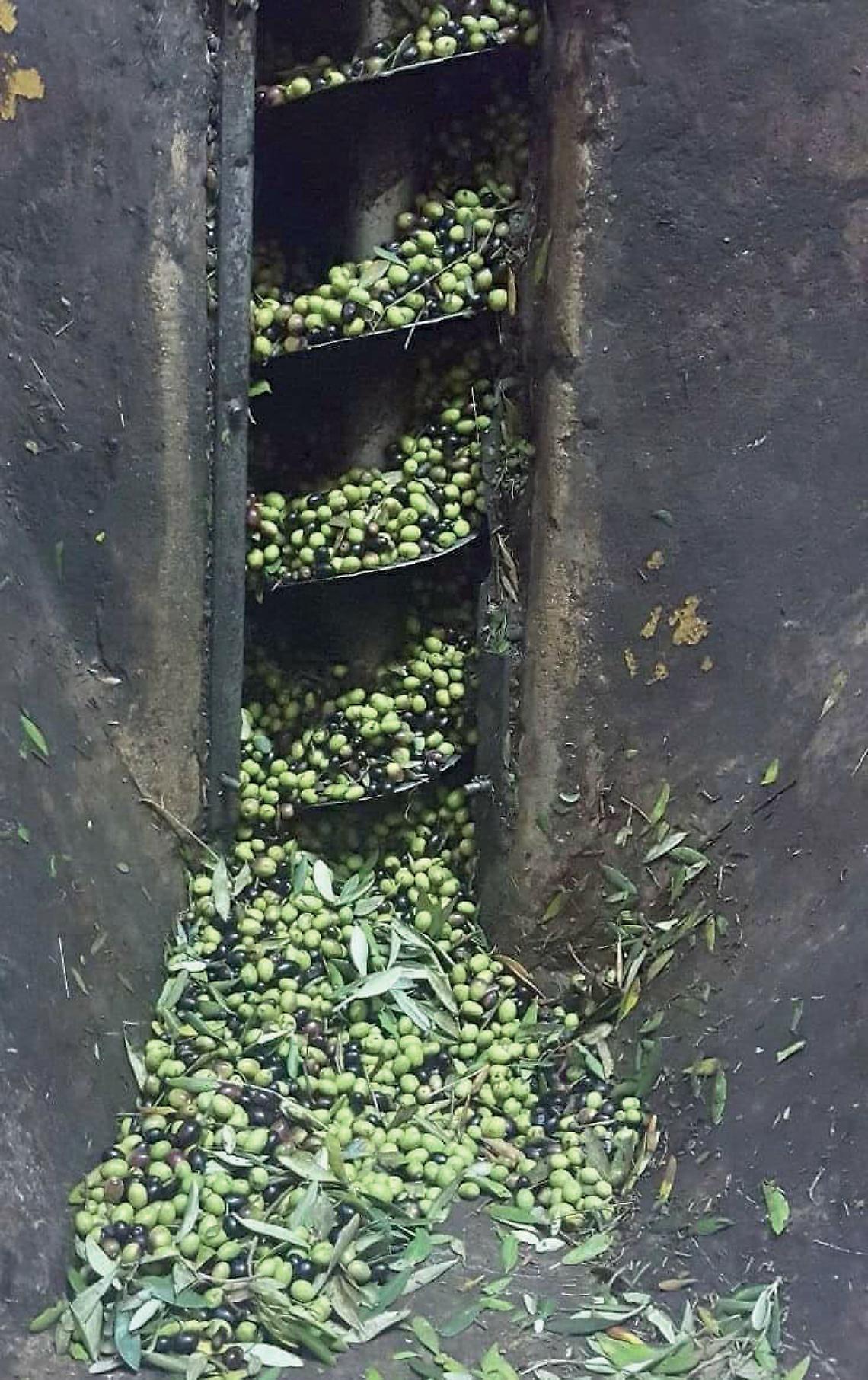 Olive
