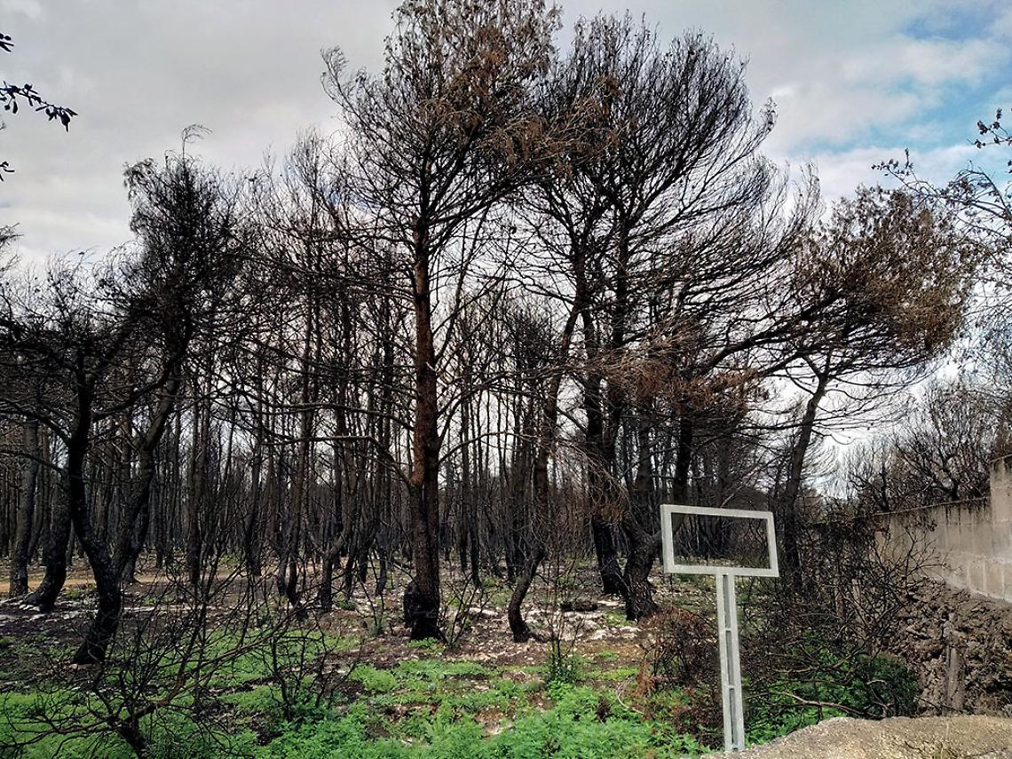 Incendio alla Pineta Frantella