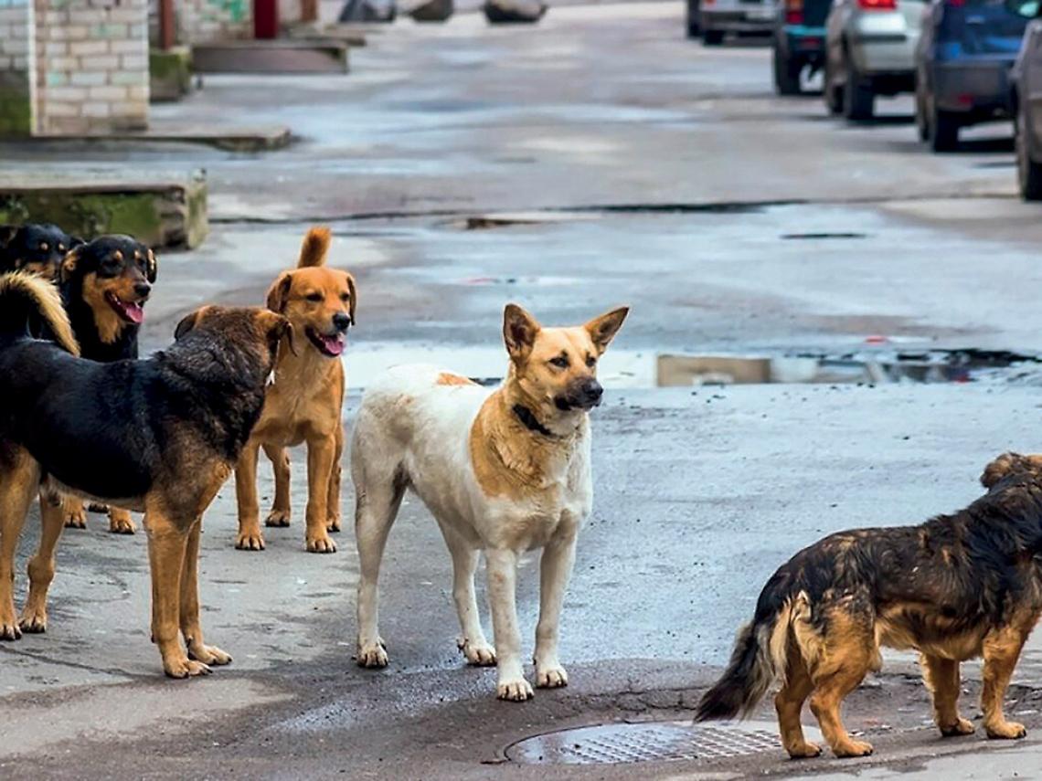 Cani randagi