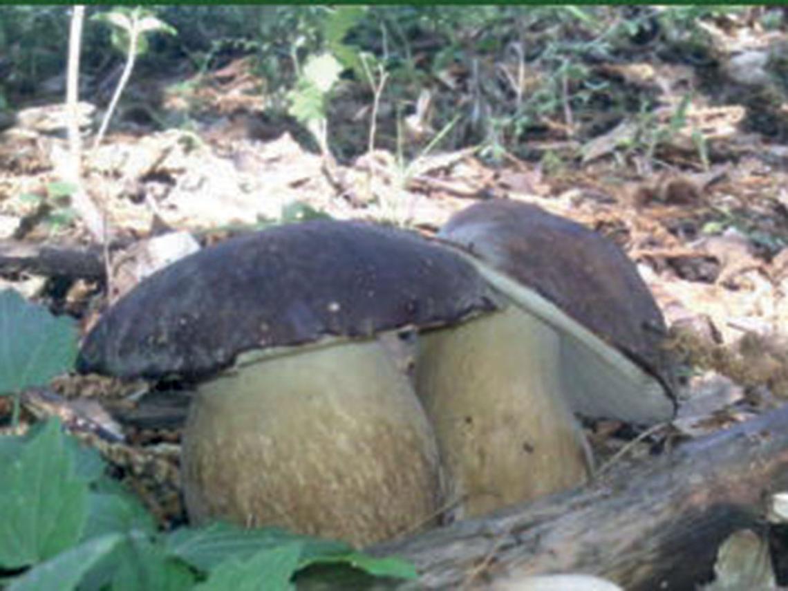 A Grottaglie un corso per raccogliere funghi in sicurezza
