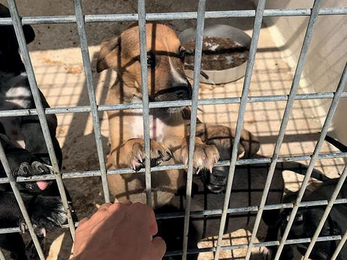 Cani ospitati nel rifugio di Martina Franca