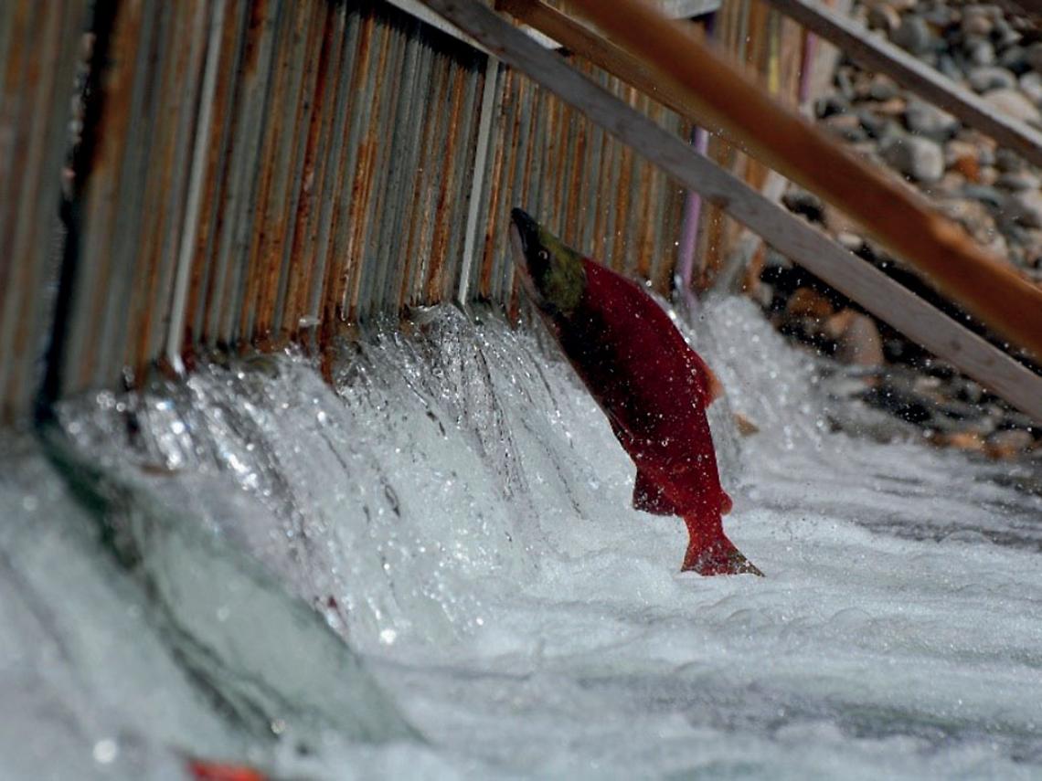Salmone che incontra una barriera (credit: M. Casselman)