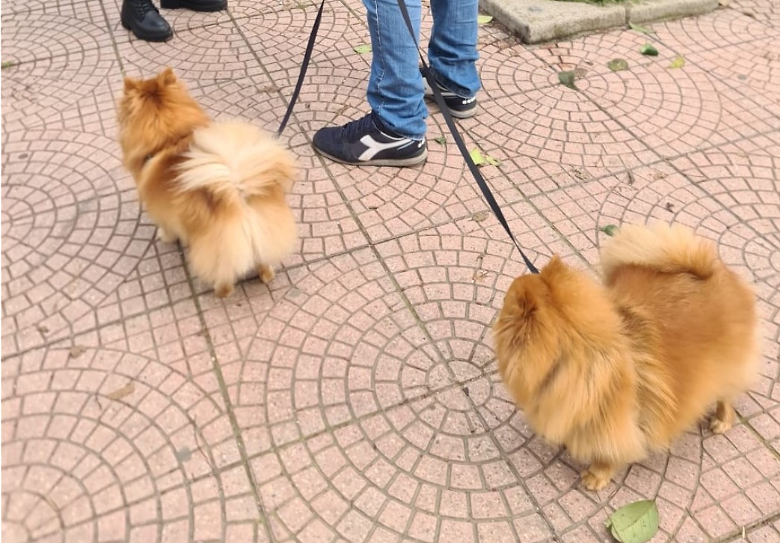I cani potranno accompagnare i padroni anche al lavoro