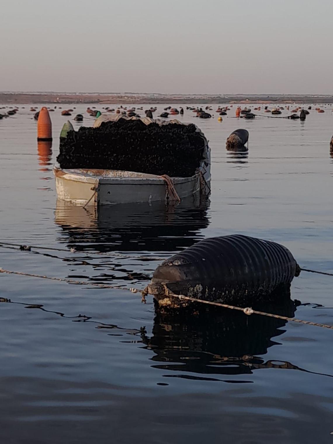 La crisi delle cozze