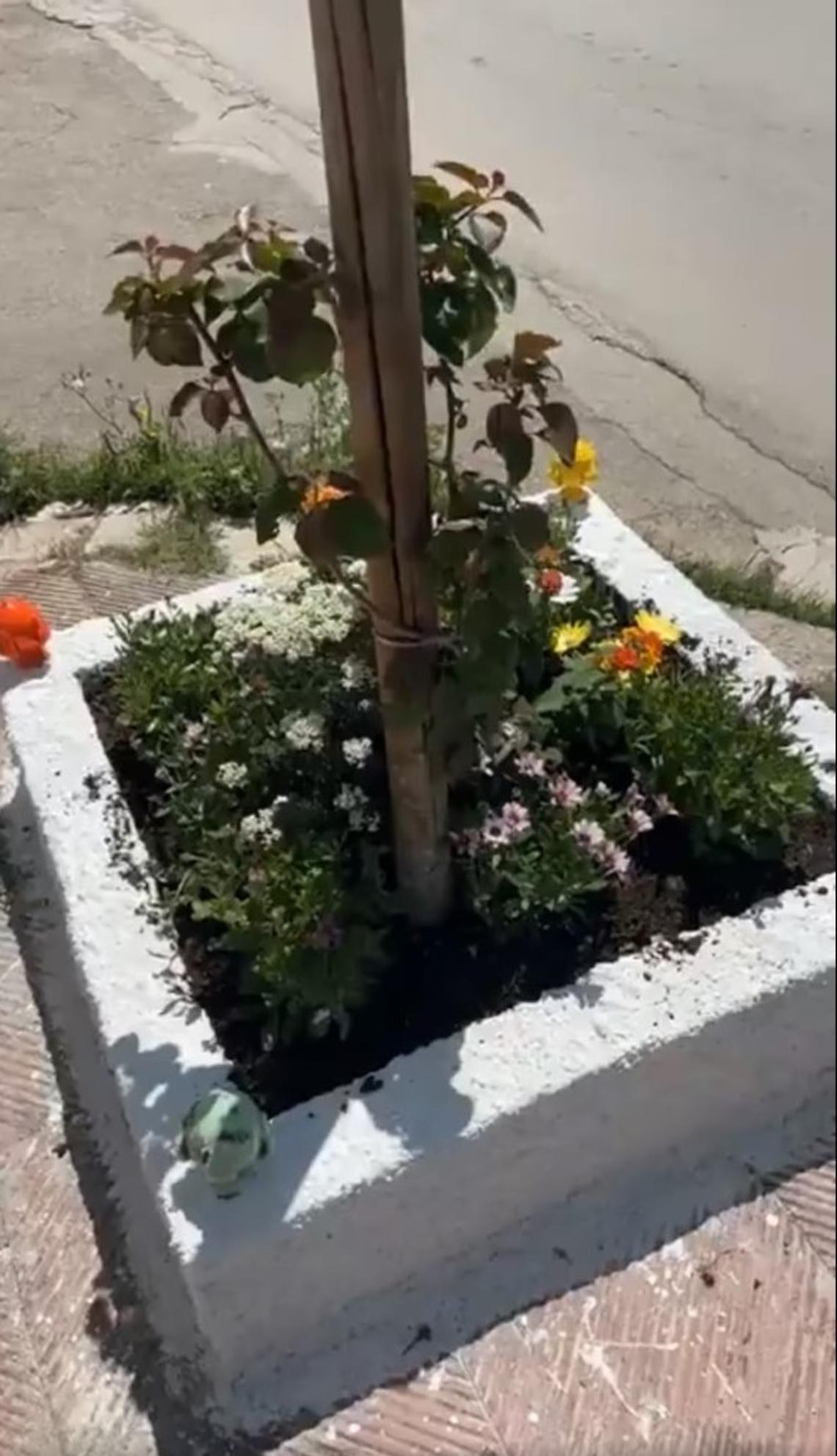 I fiori fuori legge piantati a Grottaglie