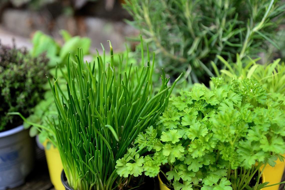 Erbe aromatiche