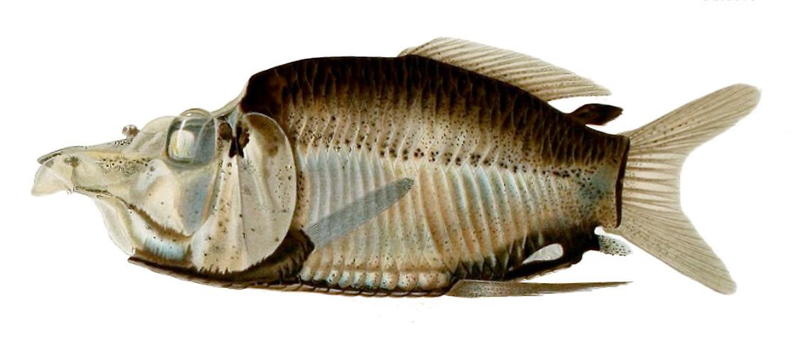 Pesce con occhi telescopici