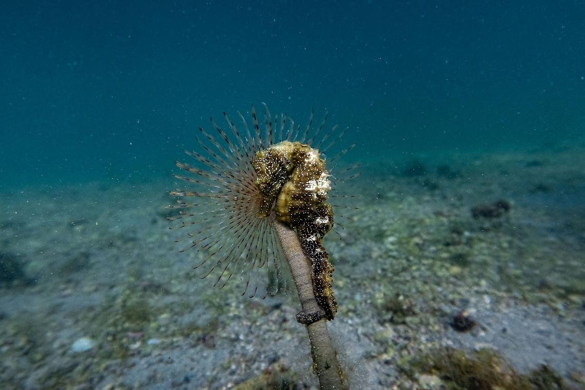 Un cavalluccio marino (ph MARCO SPOTO CNR)