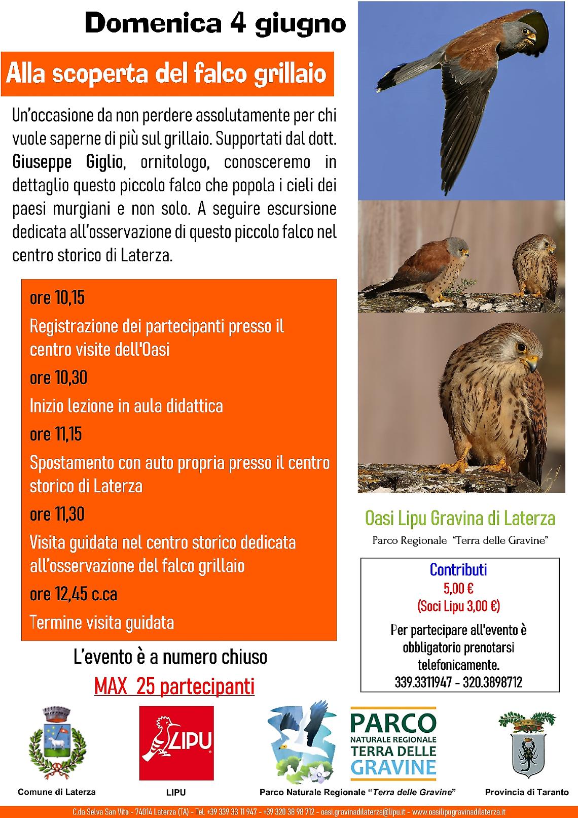 Alla scoperta del falco grillaio