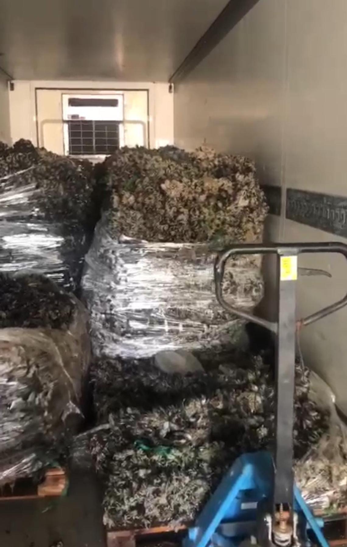 Moria di cozze per il gran caldo