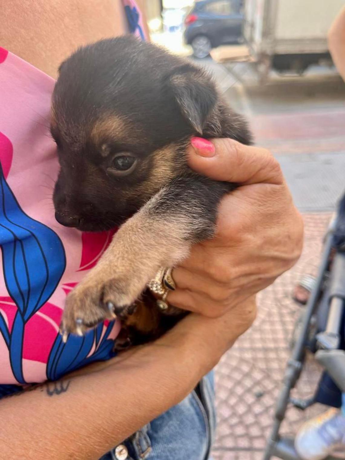 Il cucciolo recuperato dalla Polizia Locale
