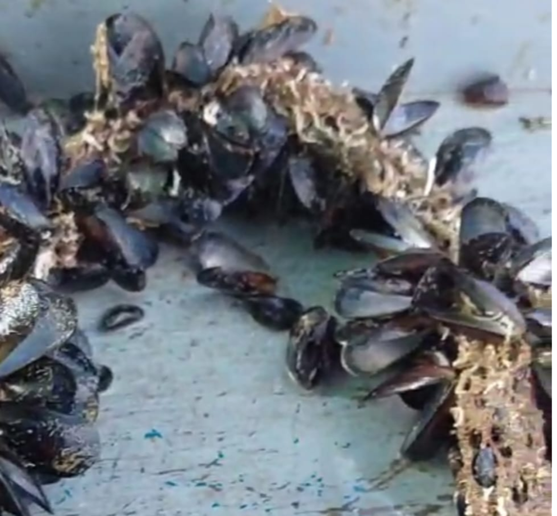 La moria delle cozze