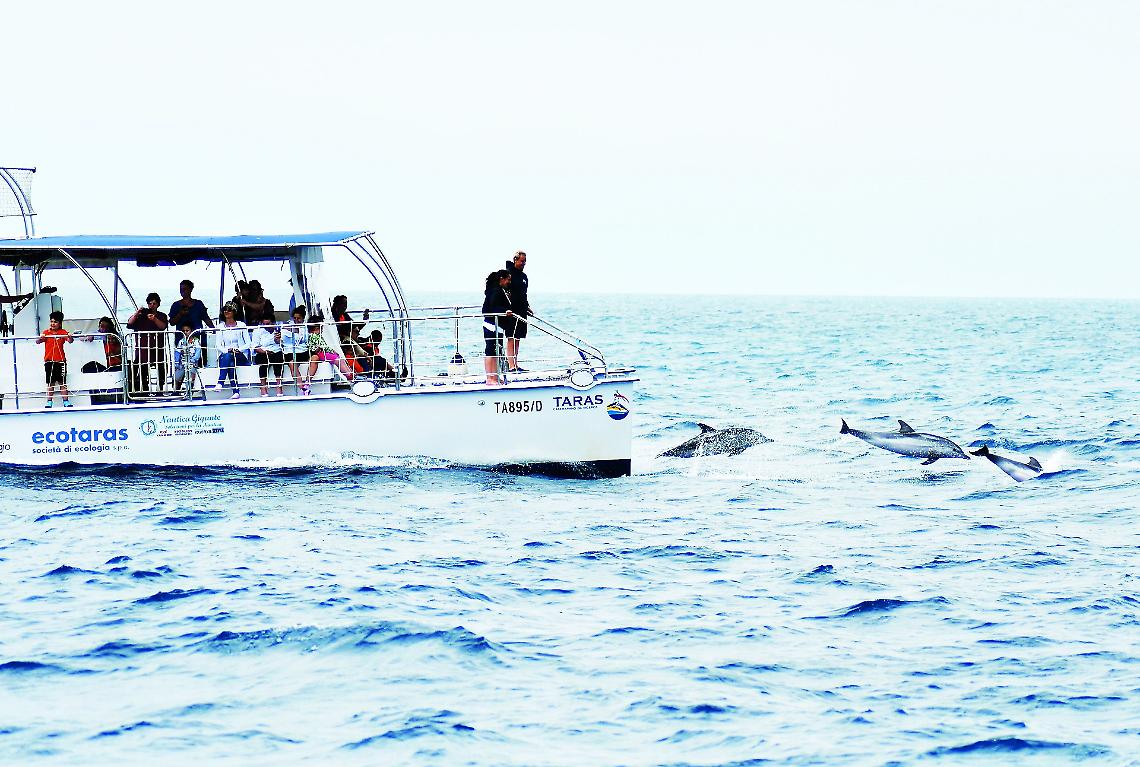 Delfini davanti alla prua del catamarano della Jonian Dolphin Conservation