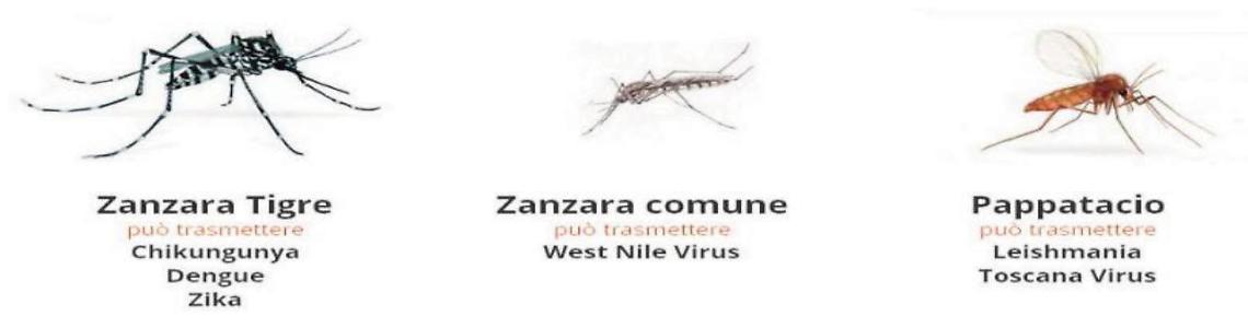 I tipi di zanzare