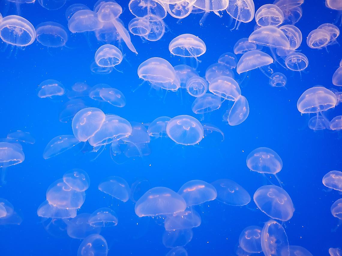 Invasione di meduse