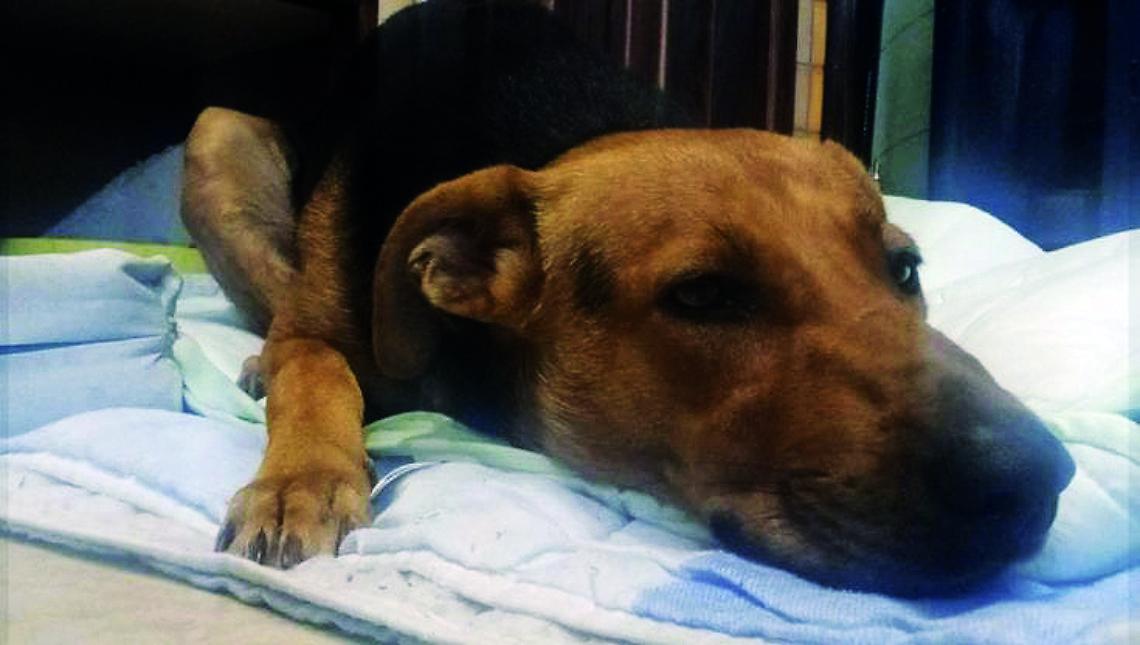 Max, il cane accoltellato