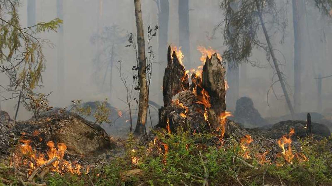 Incendio boschivo