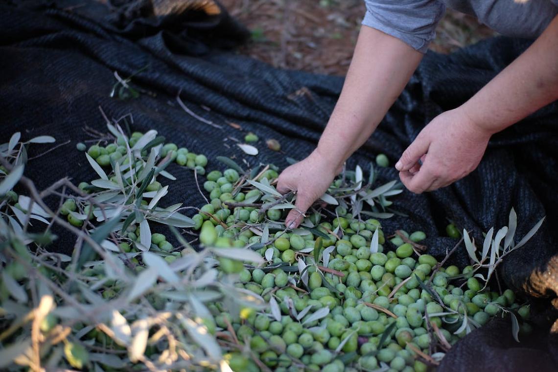 Olivicoltura, l'allarme lanciato dalla Cia Puglia