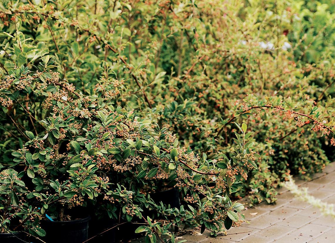 Un giardino autunnale 