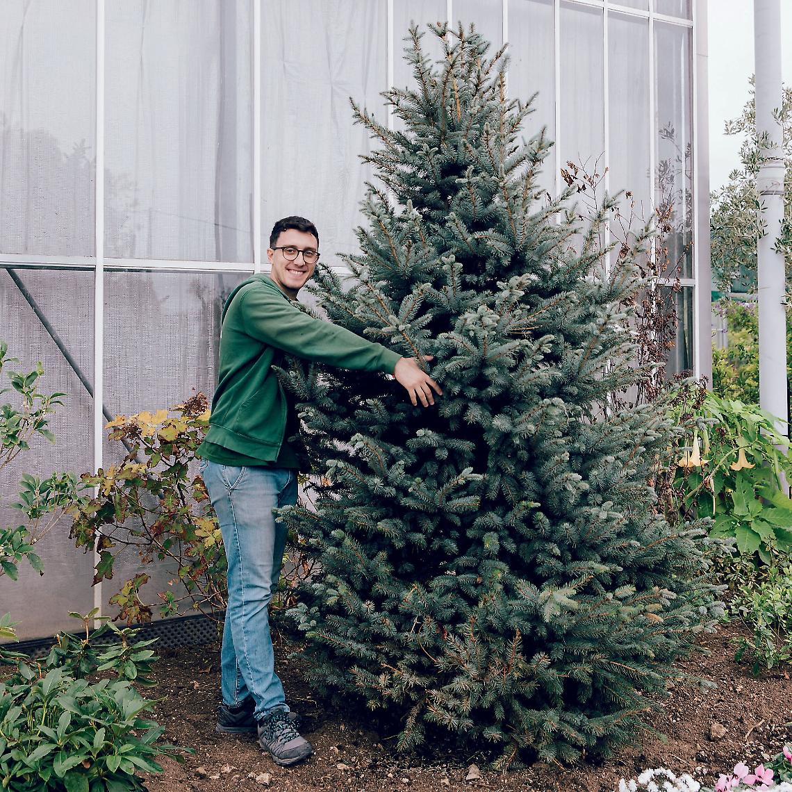 Albero di Natale