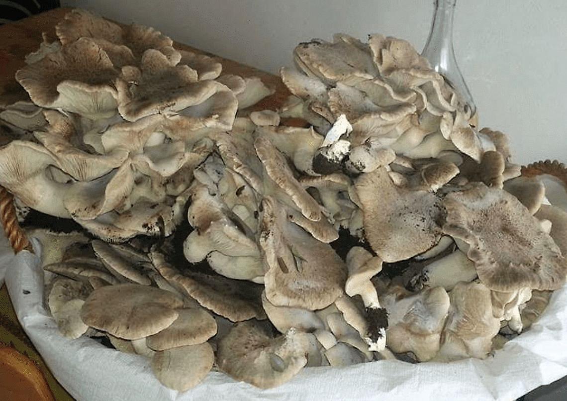 Funghi
