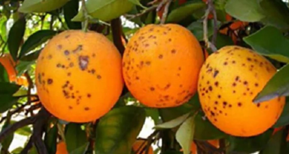 Alcune arance colpite dal fungo "macchia nera"