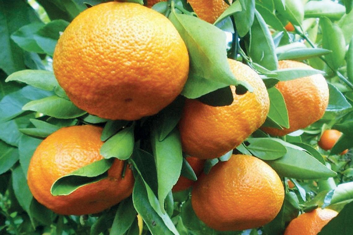 Igp “Clementine del Golfo di Taranto”
