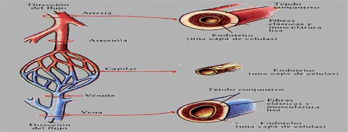 Arteriopatie degli arti inferiori, diagnosi e terapia