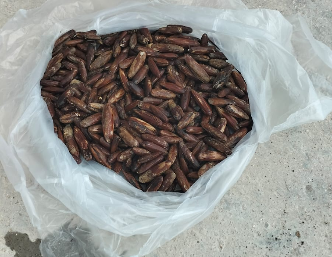 I datteri di mare sequestrati