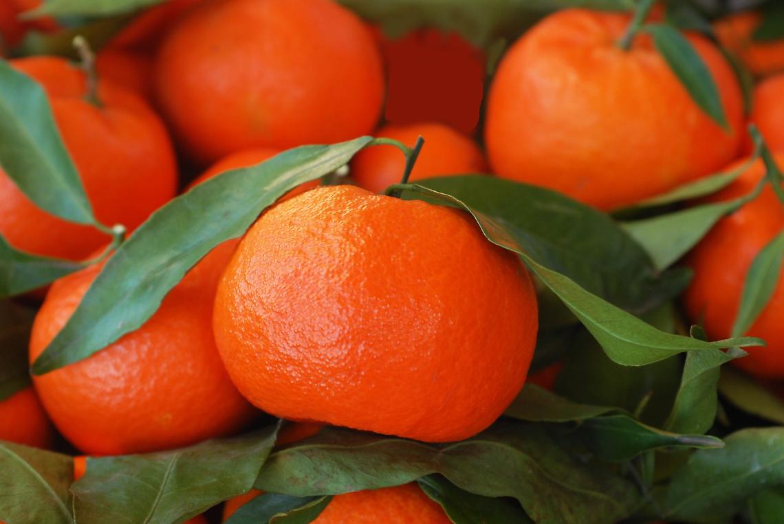 Le Clementine del Golfo di Taranto Igp