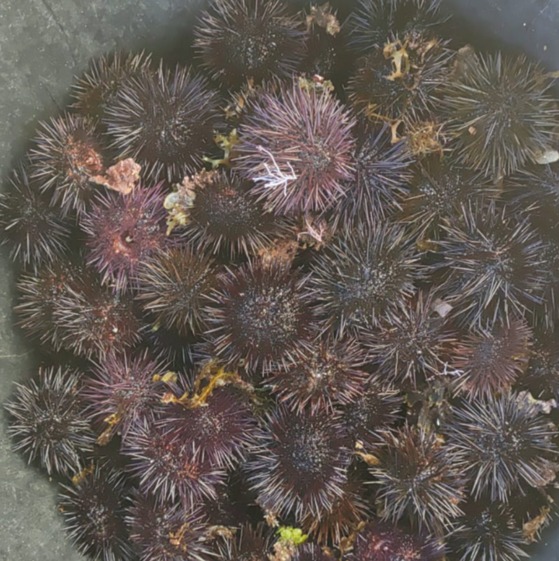Ricci di mare