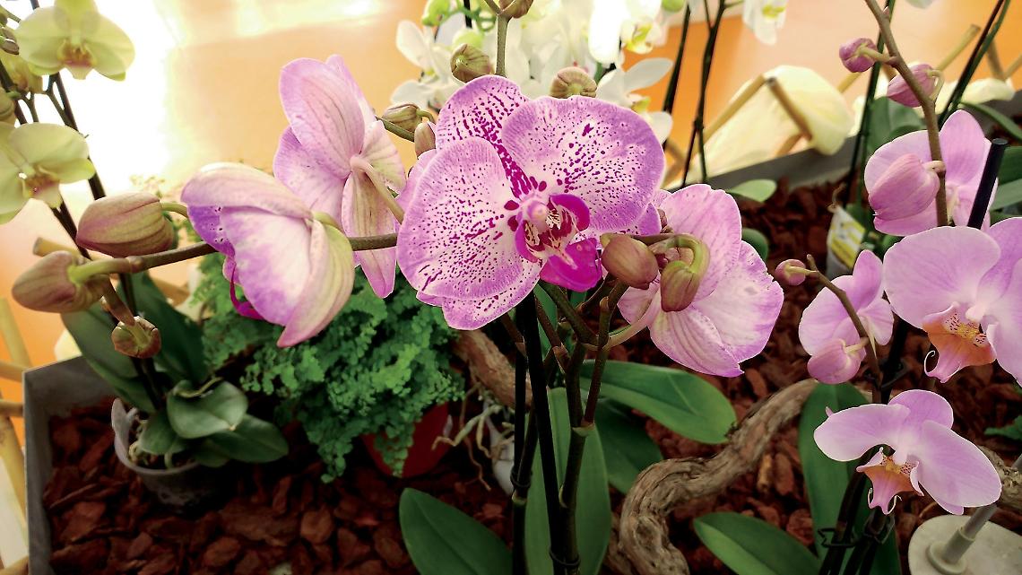Le Orchidee, magnifici fiori per la tua casa