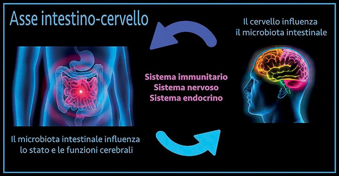 Asse intestino-cervello