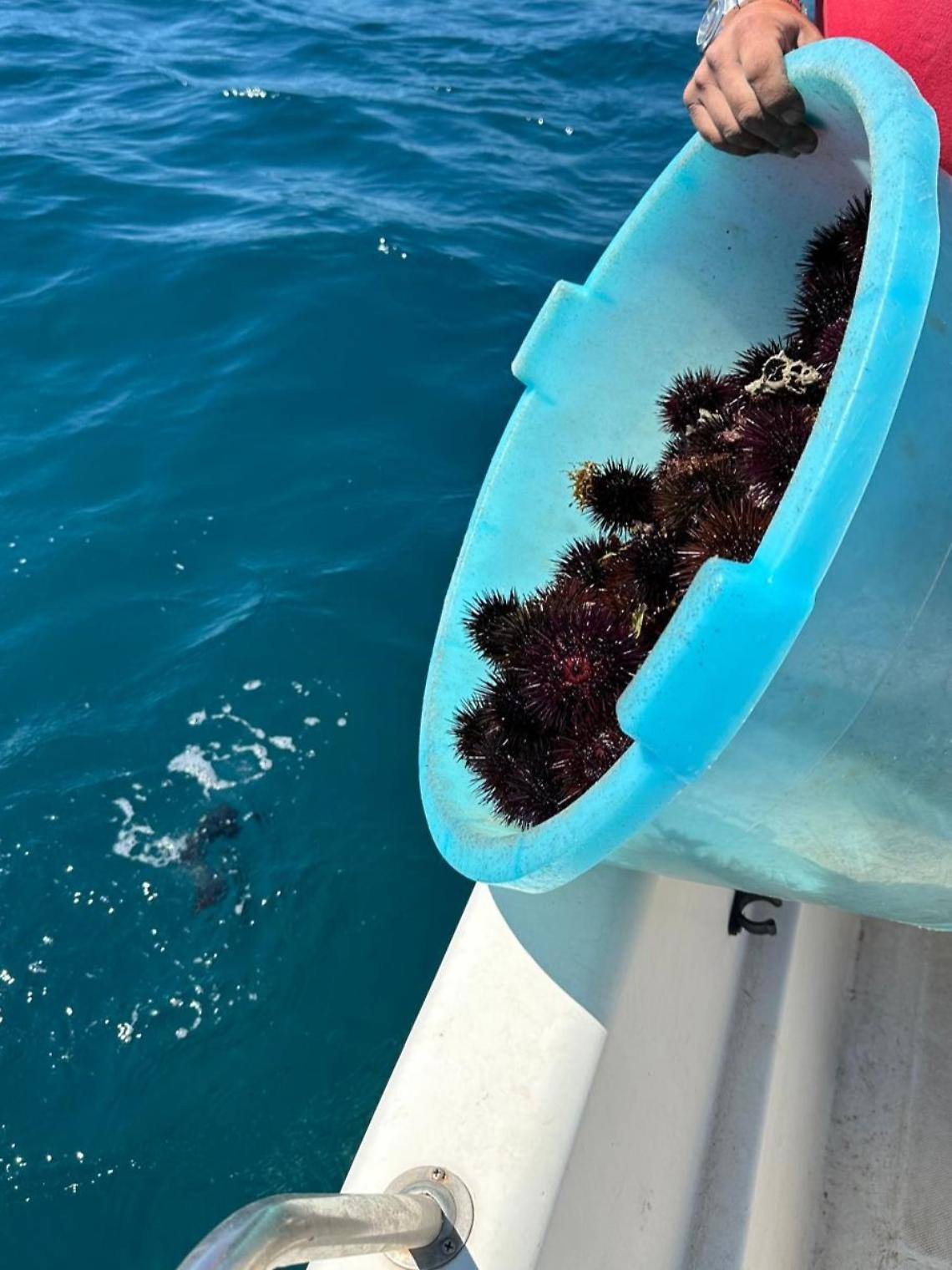 I ricci sequestrati e rigettati in mare