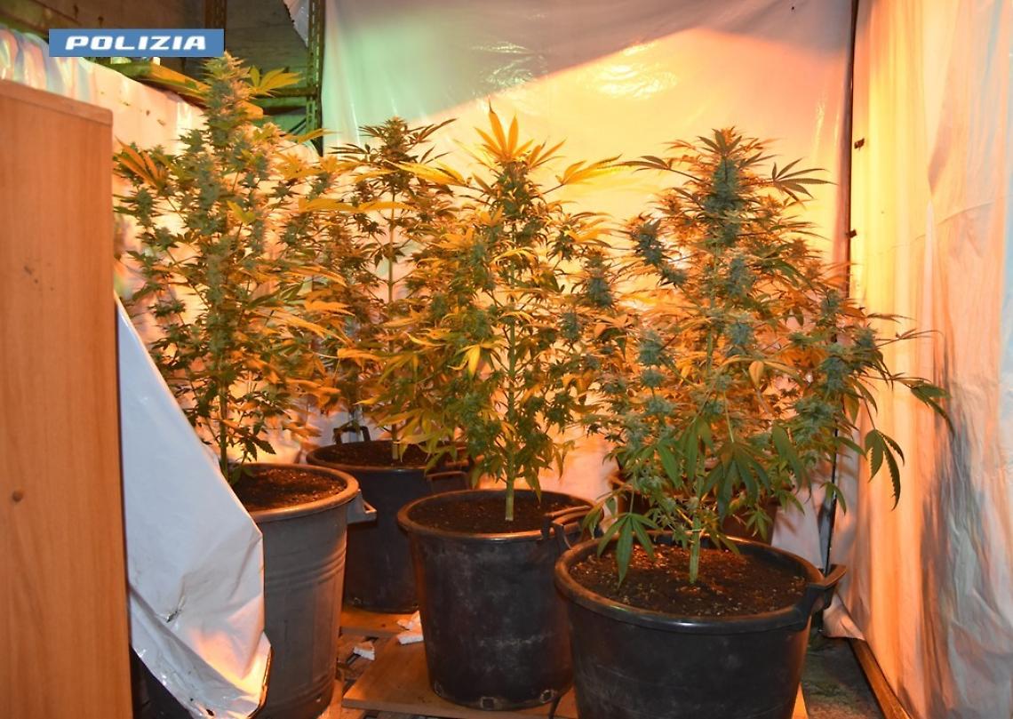 La coltivazione di marijuana