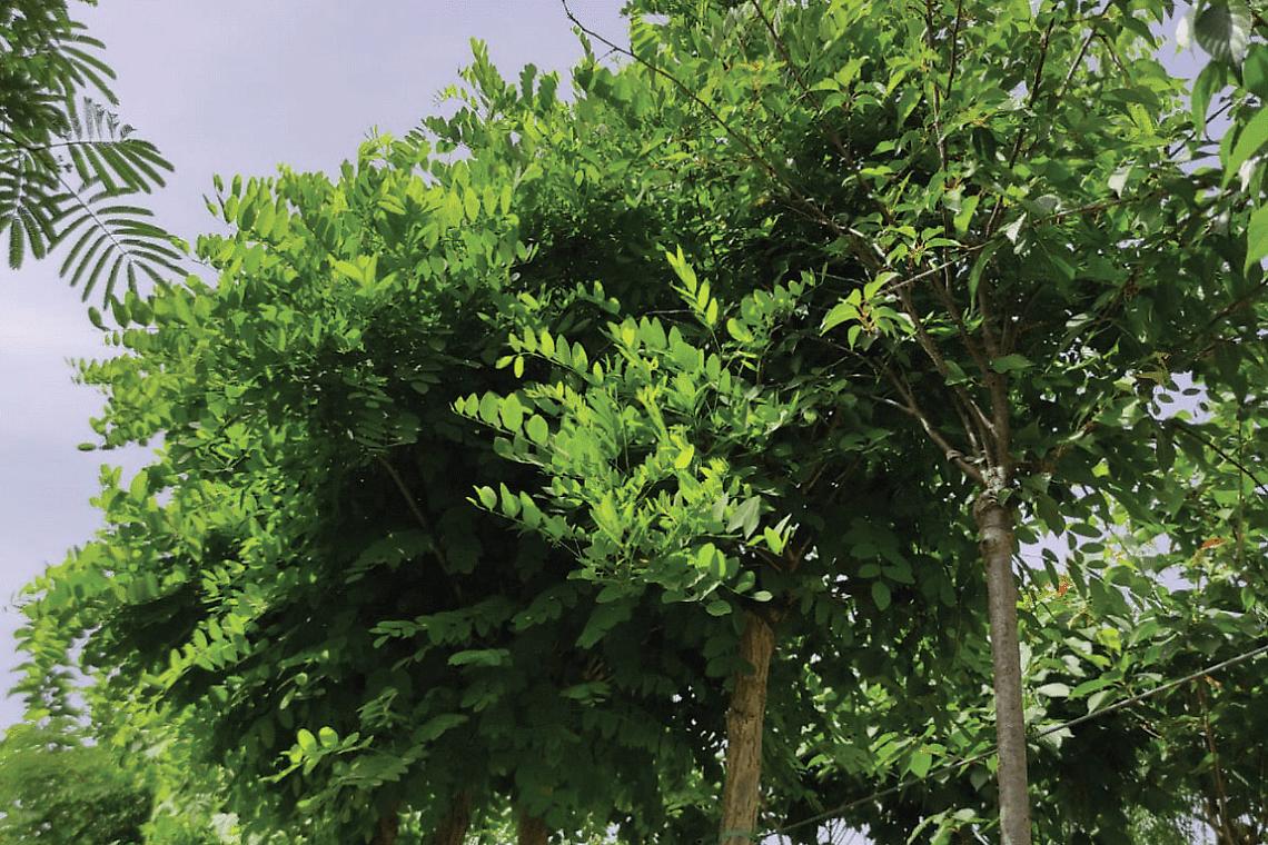 Sai perchè l’ombra degli alberi è più fresca?