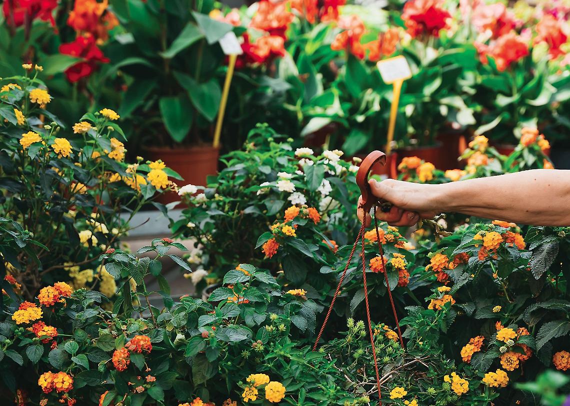 Fiorita e resistente: la Lantana