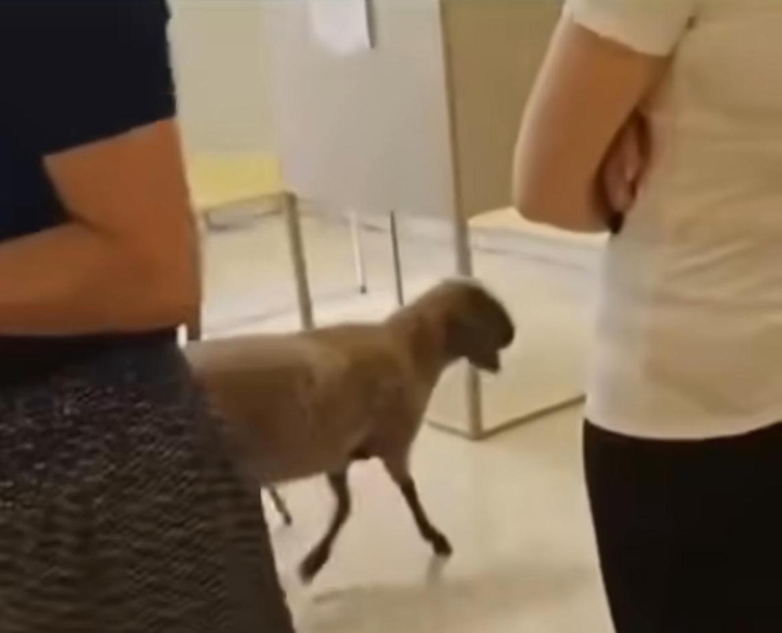La pecora al seggio di Lecce