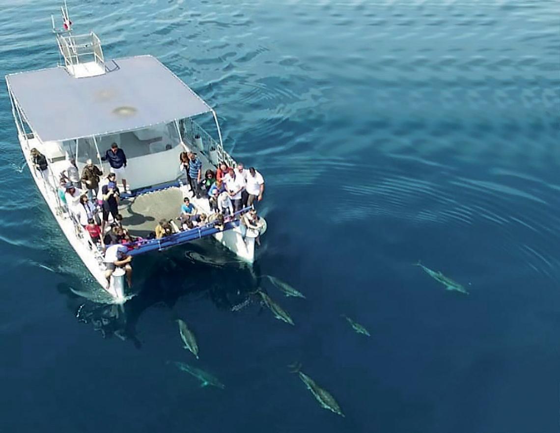 Il catamarano della Jonian Dolphin Conservation