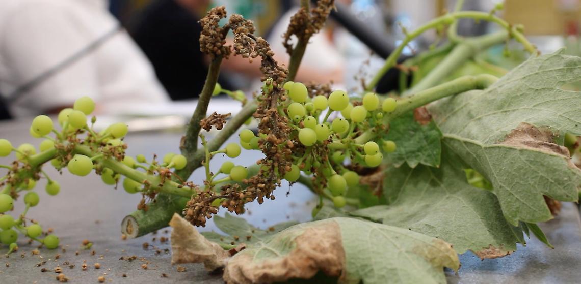Peronospora, fondi aggiuntivi per 44 milioni. Cia Puglia: “Una nostra vittoria”
